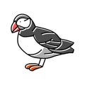 atlantic puffin bird exotic color icon vector illustration Royalty Free Stock Photo