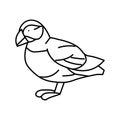 atlantic puffin bird exotic line icon vector illustration Royalty Free Stock Photo