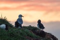 Atlantic Puffin bird with seagull standing on the cliff by coastline in north atlantic ocean on summer in Iceland