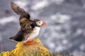 Atlantic puffin bird spread its wings, natural outdoor animal background