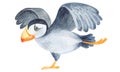 Atlantic puffin bird. Watercolor illustration.