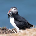 Atlantic puffin with catch of sand eels on the island of Lunga Royalty Free Stock Photo