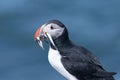 Atlantic puffin with catch of sand eels on the island of Lunga Royalty Free Stock Photo