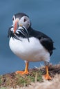 Atlantic puffin with catch of sand eels on the island of Lunga Royalty Free Stock Photo