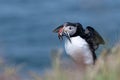 Atlantic puffin with catch of sand eels on the island of Lunga Royalty Free Stock Photo