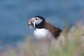 Atlantic puffin with catch of sand eels on the island of Lunga Royalty Free Stock Photo