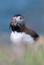 Atlantic puffin with catch of sand eels on the island of Lunga Royalty Free Stock Photo