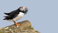 Atlantic puffin with a catch of sand eels Royalty Free Stock Photo