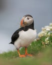 Atlantic puffin chewing on grass