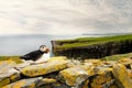 Atlantic puffin on cliffs, Noss island, Shetland, UK Royalty Free Stock Photo