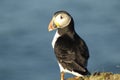 Atlantic Puffin Royalty Free Stock Photo