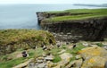 Atlantic puffin colony in Noss island, UK. Royalty Free Stock Photo