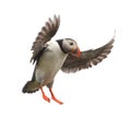 Atlantic Puffin or Common Puffin - Fratercula arctica in flight Royalty Free Stock Photo
