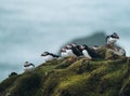 Atlantic Puffin or Common Puffin, Fratercula arctica, in flight on Mykines, Faroe Islands Royalty Free Stock Photo