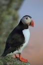 Atlantic Puffin or Common Puffin, Fratercula arctica,Runde, Norway