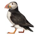 Atlantic Puffin or Common Puffin Royalty Free Stock Photo