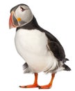Atlantic Puffin or Common Puffin Royalty Free Stock Photo