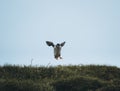 Atlantic Puffin or Common Puffin, Fratercula arctica, in flight on Mykines, Faroe Islands Royalty Free Stock Photo