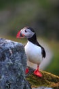 Atlantic Puffin or Common Puffin, Fratercula arctica,Runde, Norway