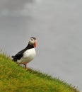 Atlantic Puffin or Common Puffin Royalty Free Stock Photo