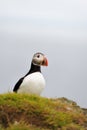 Atlantic Puffin or Common Puffin Royalty Free Stock Photo