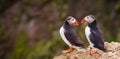 Atlantic Puffin Couple in a Conversation Royalty Free Stock Photo