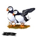 Atlantic Puffin digital art illustration isolated on white. Species of seabird in auk family, arctic coastal bird, pair of tufted