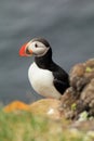 Atlantic puffin at the famous bird breeding place Latrabjarg, showing his profile Royalty Free Stock Photo