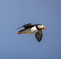 The Atlantic puffin flies gracefully through the air in Maine Royalty Free Stock Photo