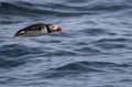 Atlantic Puffin flies over water off the coast of Maine Royalty Free Stock Photo