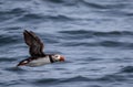 Atlantic Puffin flies over water off the coast of Maine Royalty Free Stock Photo