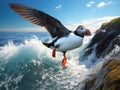 Atlantic Puffin flying low above water Royalty Free Stock Photo