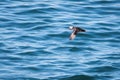 Atlantic Puffin flying low Royalty Free Stock Photo