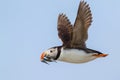 Puffin flying with Sand Eel in his beak