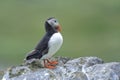 Atlantic puffin, fratercula arctica Royalty Free Stock Photo