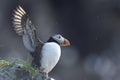 Atlantic puffin, fratercula arctica Royalty Free Stock Photo