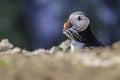 Atlantic puffin, Fratercula arctica with beak full of fishes Royalty Free Stock Photo