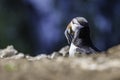 Atlantic puffin, Fratercula arctica with beak full of fishes on Royalty Free Stock Photo