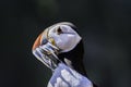 Atlantic puffin, Fratercula arctica with beak full of fishes Royalty Free Stock Photo