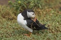 Puffin carrying nesting material on Skomer Island