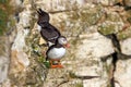 Atlantic Puffin - Fratercula arctica on a cliff face ledge.