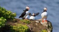 Atlantic Puffin (Fratercula arctica) on cliff top