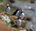 Atlantic Puffin (Fratercula arctica) on cliff top