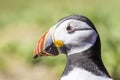 Atlantic puffin, Fratercula arctica, close up portrait. Royalty Free Stock Photo