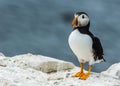 Atlantic puffin fratercula arctica Royalty Free Stock Photo