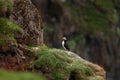 Atlantic puffin, fratercula arctica, Faroe island