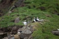 Atlantic puffin, fratercula arctica, Faroe island