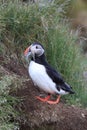 Atlantic puffin (Fratercula arctica) with fish east Iceland Royalty Free Stock Photo