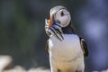 Atlantic puffin, Fratercula arctica,with fishes in beak. Royalty Free Stock Photo