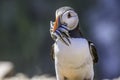 Atlantic puffin, Fratercula arctica,with fishes in beak.